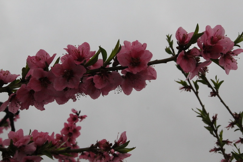 IMG_0852_調整大小.JPG IMG_0852_調整大小.JPG