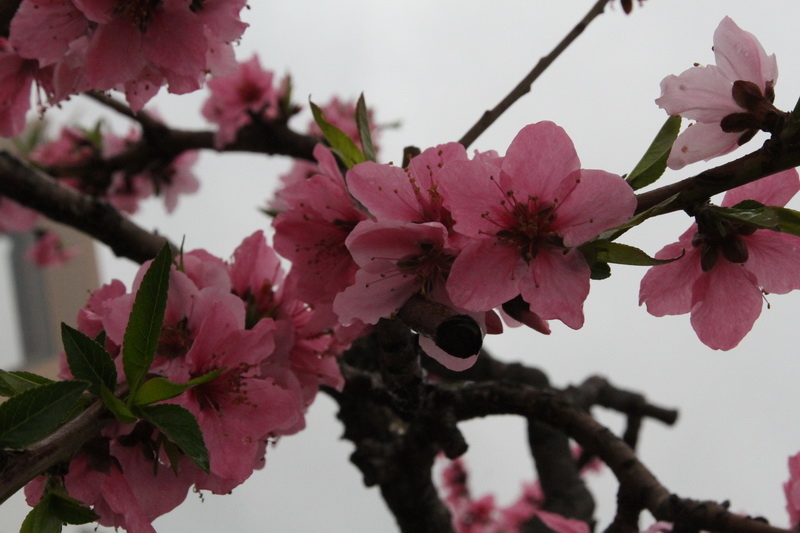 IMG_0853_調整大小.JPG IMG_0853_調整大小.JPG