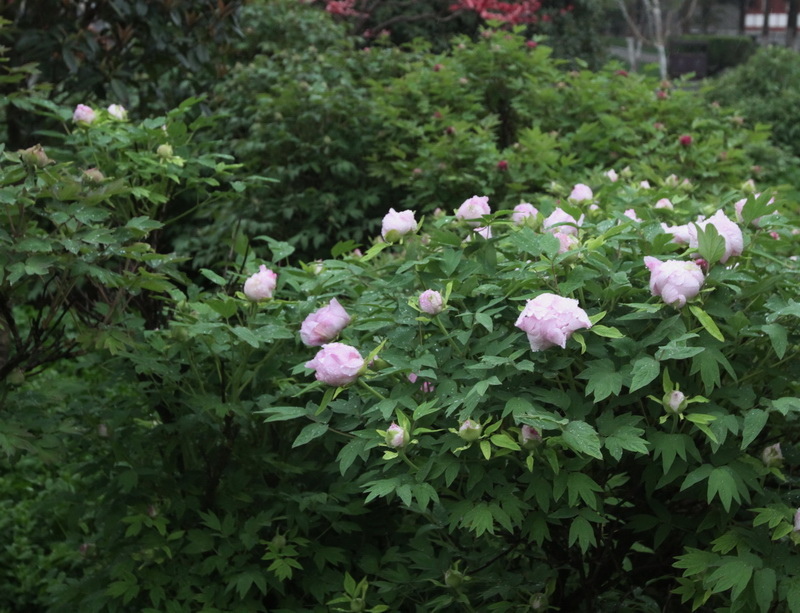 IMG_0885_調整大小.JPG IMG_0885_調整大小.JPG