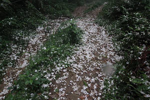 Canon EOS 7D42342_調整大小.JPG