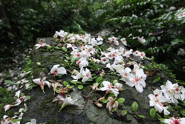 Canon EOS 7D42283_調整大小.JPG