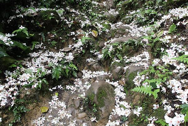 Canon EOS 7D42261_調整大小.JPG