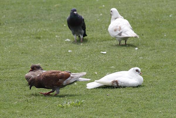 _MG_0427_調整大小