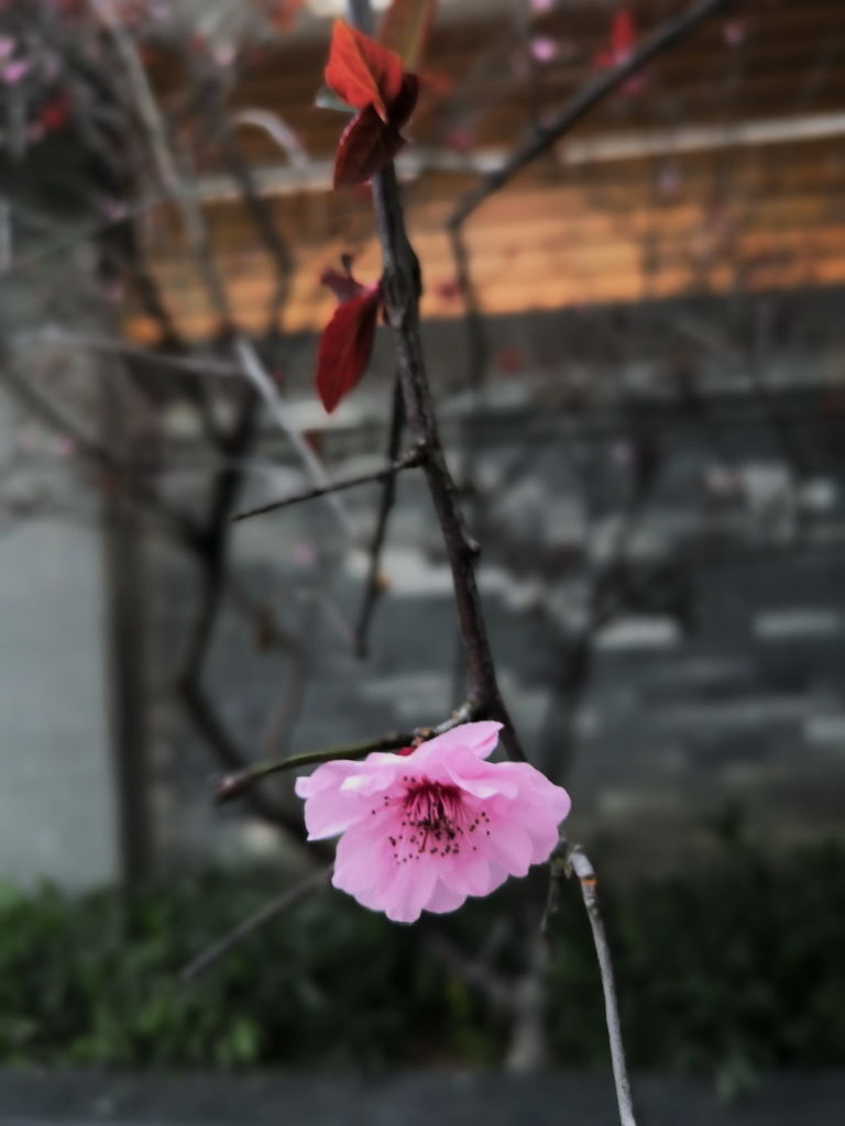 IMG_20190406_182456_调整大小.jpg IMG_20190406_182456_调整大小.jpg