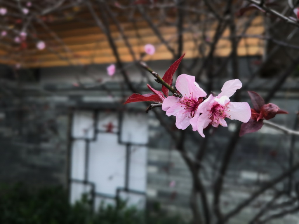 IMG_20190406_182510_调整大小.jpg IMG_20190406_182510_调整大小.jpg