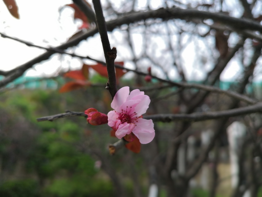 IMG_20190406_180735_调整大小.jpg IMG_20190406_180735_调整大小.jpg