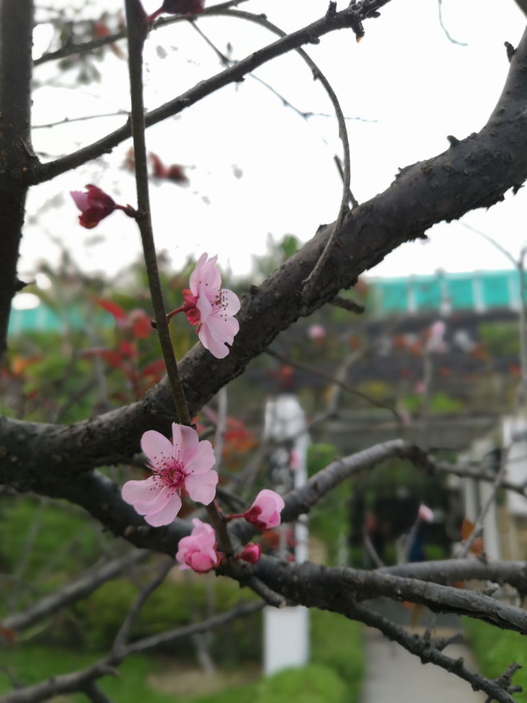IMG_20190406_180746_调整大小.jpg IMG_20190406_180746_调整大小.jpg