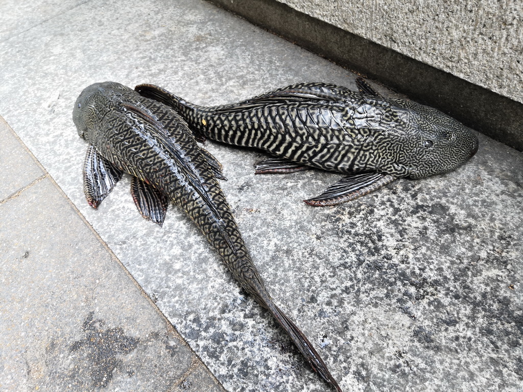 IMG_20190407_163540_调整大小.jpg IMG_20190407_163540_调整大小.jpg