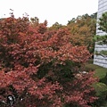 _MG_1241_调整大小.JPG