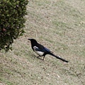 _MG_1310_调整大小.JPG