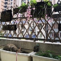 IMG_20200429_181924_调整大小.jpg