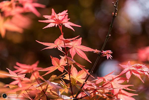 DSC_6766.jpg DSC_6766.jpg