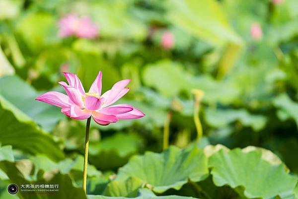 DSC_9018.jpg DSC_9018.jpg