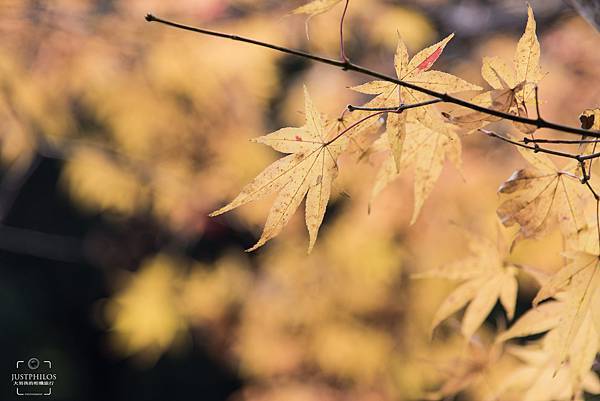 有些還沒轉紅的楓葉，近拍也有另一番特色。