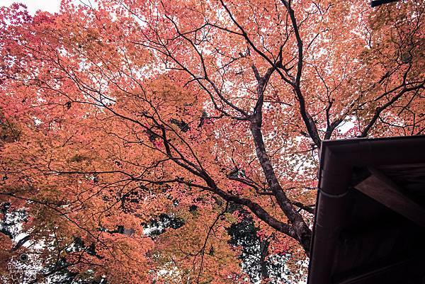 在前往神護寺的路上可看到一旁的茶園紅葉相當壯觀。