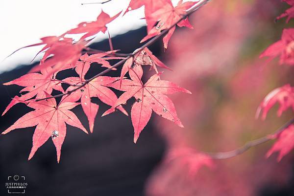  透過中長焦段可近距離拍攝在屋簷上的紅葉。