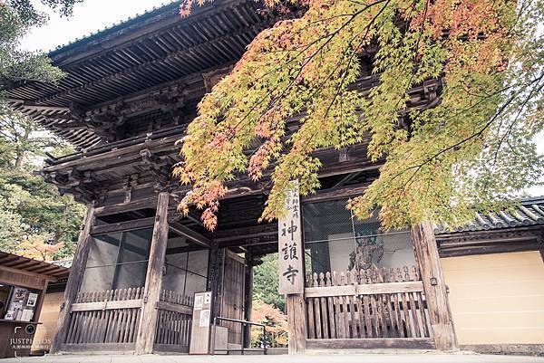  因為到訪的時候在十一月上旬，紅葉尚未完全見頃。