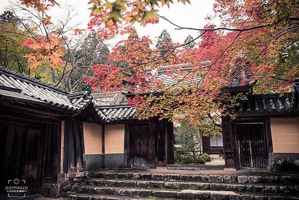 大門一旁的紅葉則相對紅的比較多。