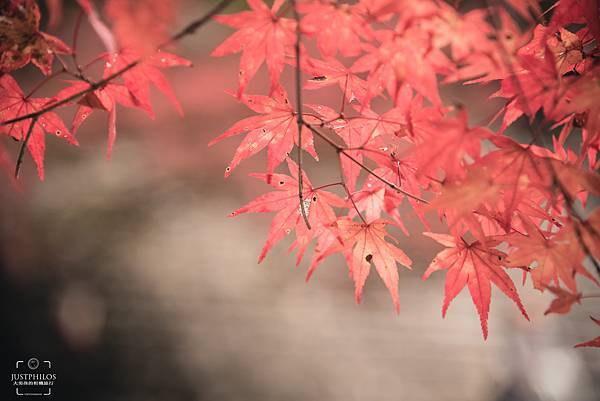 五大堂旁的紅葉特別紅，許多遊客都會駐足在這邊停留許多，只可惜拍攝當天天氣不夠好。