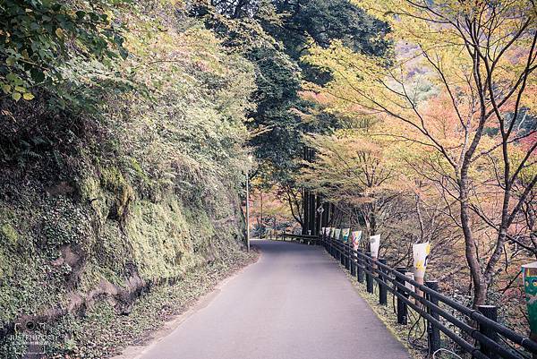 從神護寺徒步前往西明寺，沿路可欣賞山林的美景。