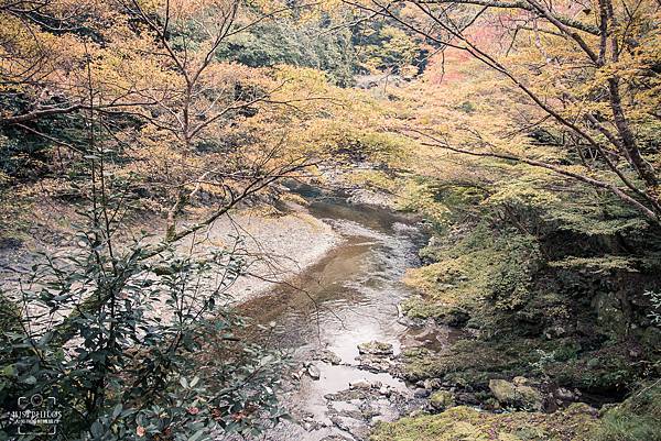 非常清澈的溪流，兩旁紅葉交錯，如果紅葉見頃時一定相當美！