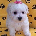 maltese_puppy_04.jpg