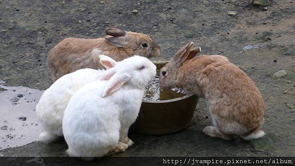 小兔子在喝水