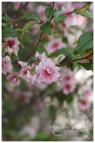 這不是櫻花唷~是日本的一種小菊花