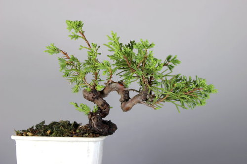 傑元手上的日本【系魚川真柏】豆品盆栽素材A @ 傑元的盆栽盆缽普洱茶