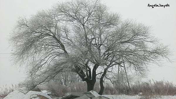 吉林|霧淞島,松花江,冰天雪地的美麗。 63 19.jpg