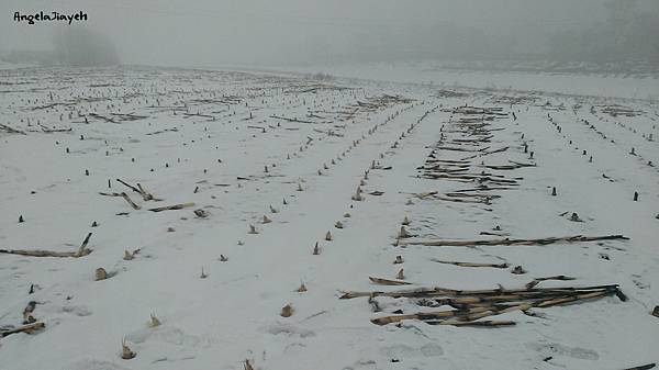 吉林|霧淞島,松花江,冰天雪地的美麗。 68 24.jpg