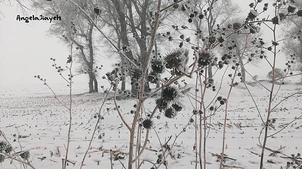 吉林|霧淞島,松花江,冰天雪地的美麗。 73 29.jpg