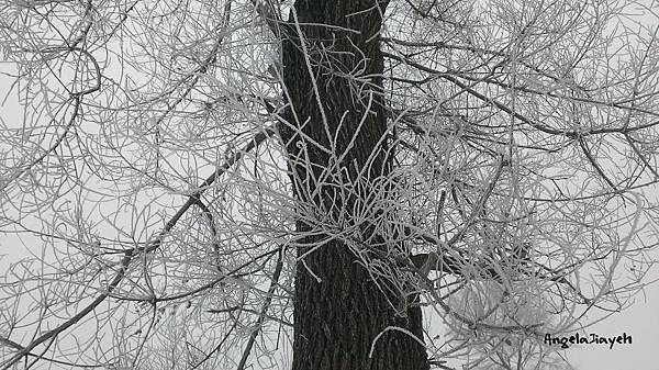 吉林|霧淞島,松花江,冰天雪地的美麗。 77 31.jpg
