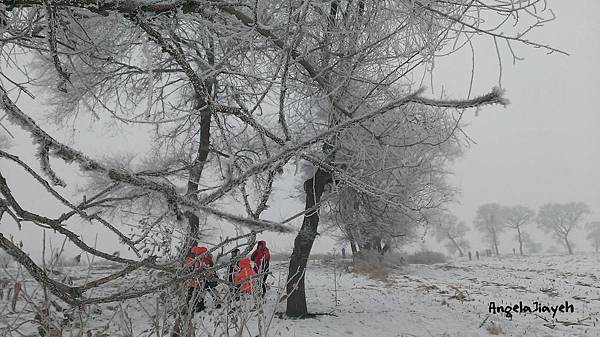 吉林|霧淞島,松花江,冰天雪地的美麗。 76 30.jpg