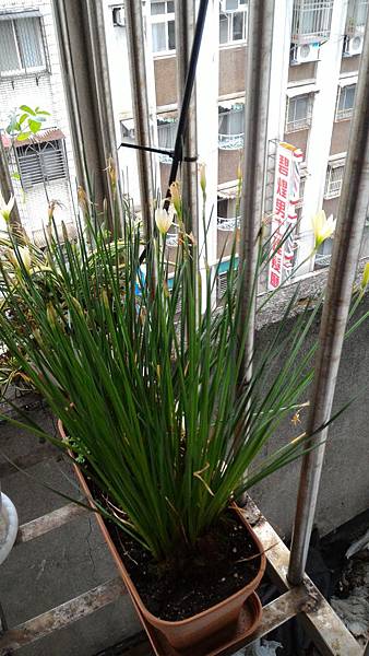 蔥蘭 蔥蘭