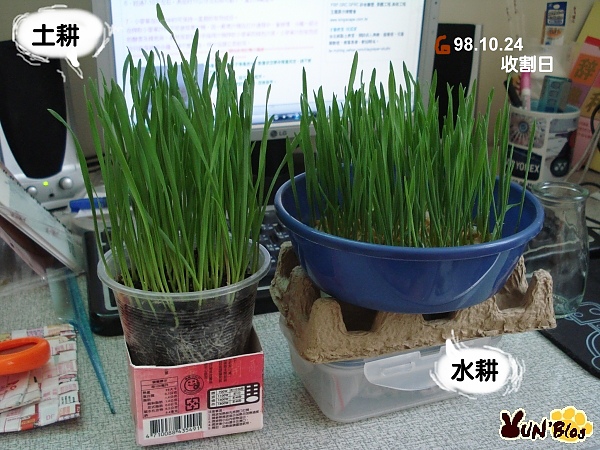 Rabbit 一起種小麥草吧 我寫故我在 痞客邦 Rabbit 一起種小麥草吧 我寫故我在 痞客邦