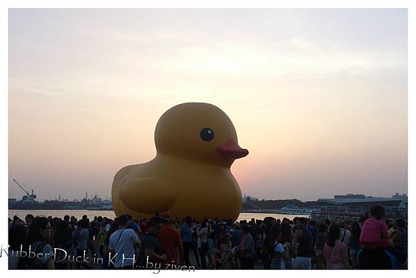 rubber duck