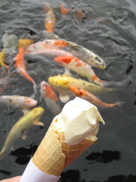 復興糖廠吃冰長大的肥胖鯉魚