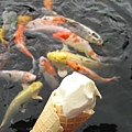 復興糖廠吃冰長大的肥胖鯉魚