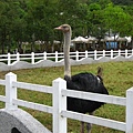 第三天瑞穗牧場拜訪牛