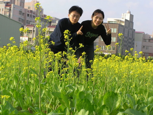 油菜花田