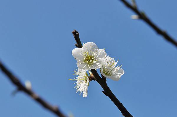 梅花 (8).jpg 梅花 (8).jpg