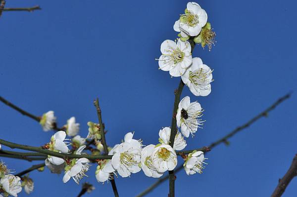梅花 (11).jpg 梅花 (11).jpg