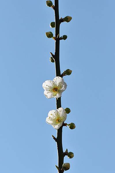 梅花 (17).jpg 梅花 (17).jpg