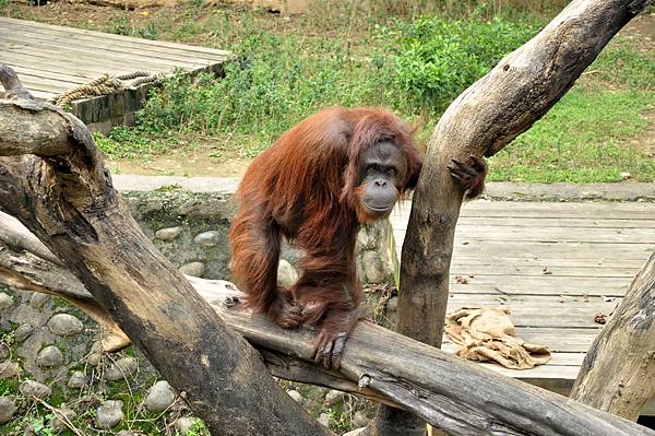 新竹動物園 (98)紅毛猩猩.jpg 新竹動物園 (98)紅毛猩猩.jpg