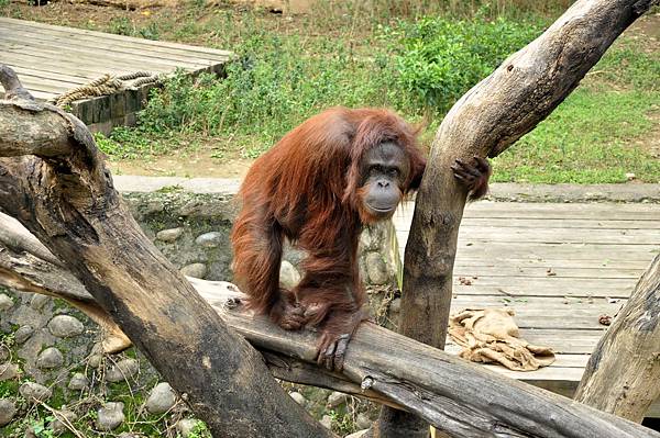 新竹動物園 (98)紅毛猩猩.jpg