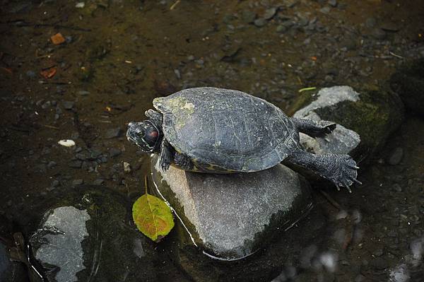 新竹動物園 (15).JPG 新竹動物園 (15).JPG