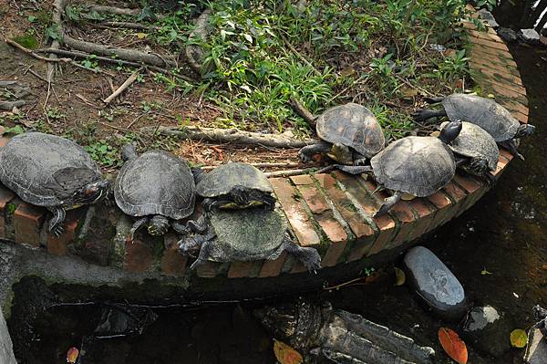 新竹動物園 (17).JPG