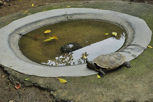 新竹動物園 (18).jpg