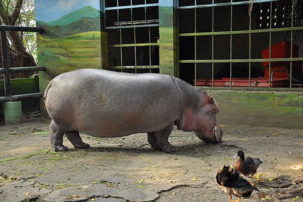 新竹動物園 (24)河馬.JPG